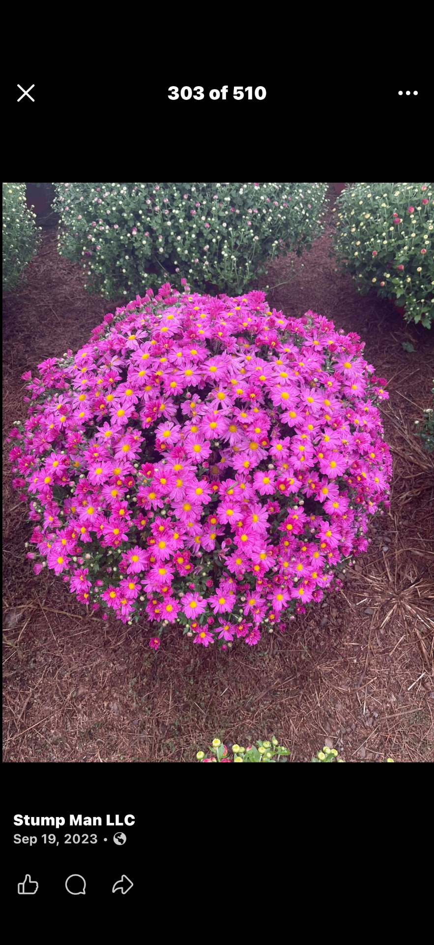 Bright pink mum bush in full bloom
