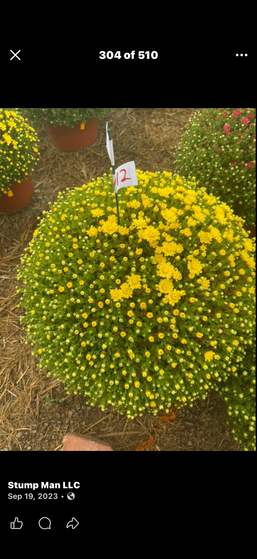 Vivid yellow mum bush ready for sale